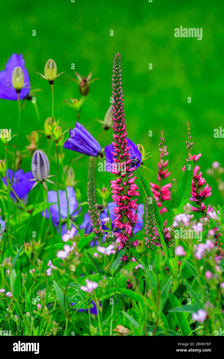 BeautifulRed Veronica Spicata Fiori e Blue Campanula e cresce in un fioriere Foto Stock