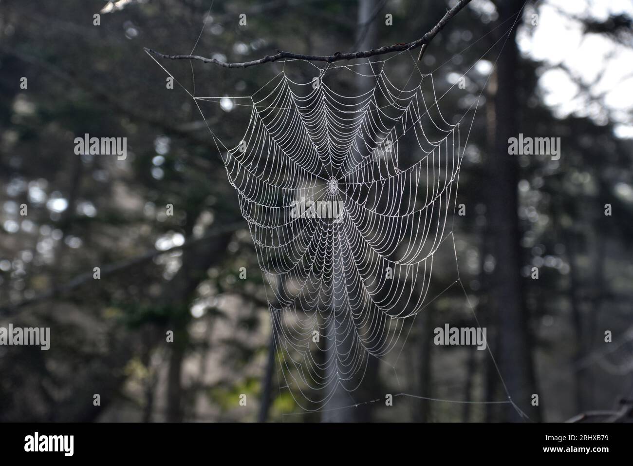 Guarda direttamente al centro di una rete di ragni intrecciata di seta. Foto Stock