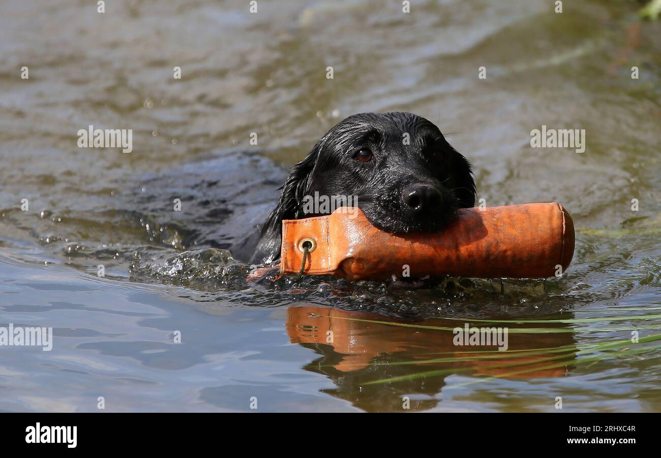 Addestramento Gundog. Un rador piatto rivestito Retriever incrocia esercitando un recupero dell'acqua Foto Stock