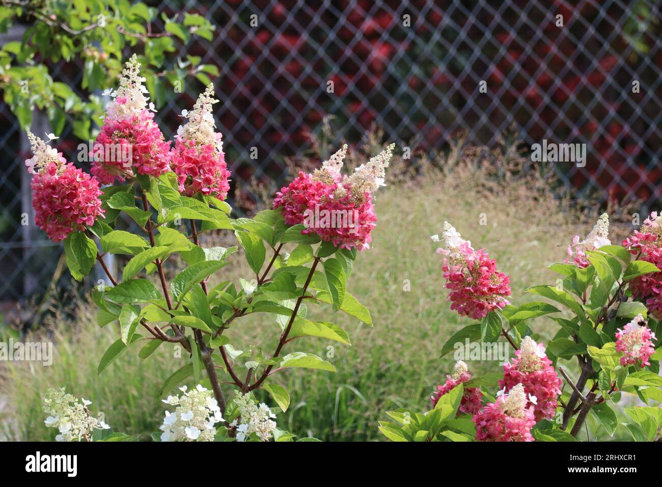 La recinzione protegge l'ortensia panicle dai ladri Foto Stock