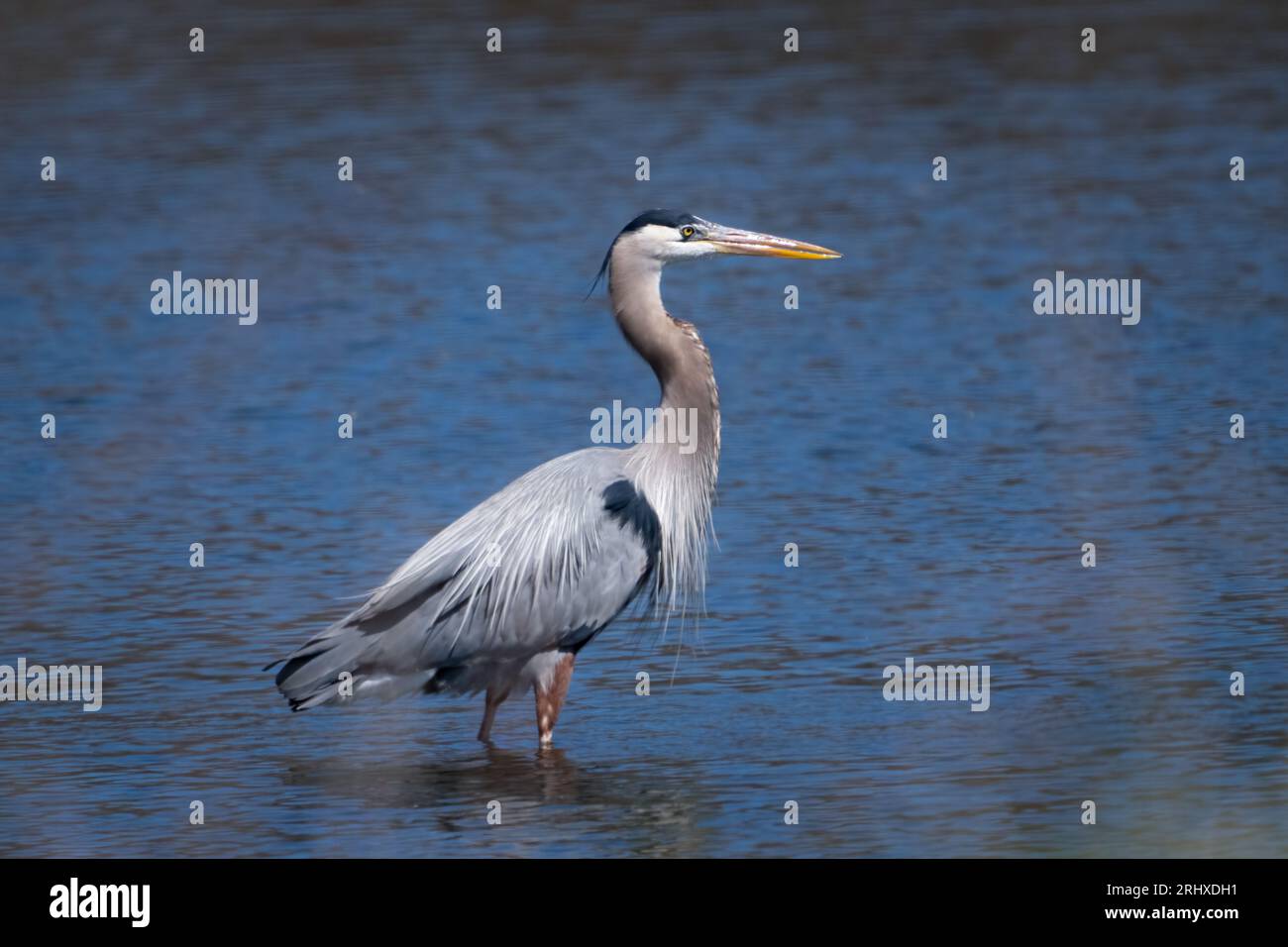 Gli aironi sono uccelli di acqua dolce a collo lungo e a collo lungo della famiglia degli Ardeidae, con 72 specie riconosciute. Li ho fotografati in Kansas Foto Stock