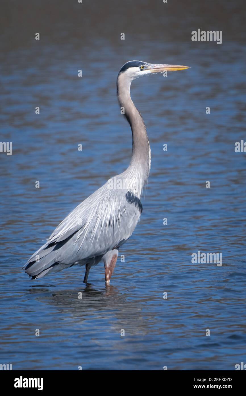 Gli aironi sono uccelli di acqua dolce a collo lungo e a collo lungo della famiglia degli Ardeidae, con 72 specie riconosciute. Li ho fotografati in Kansas Foto Stock