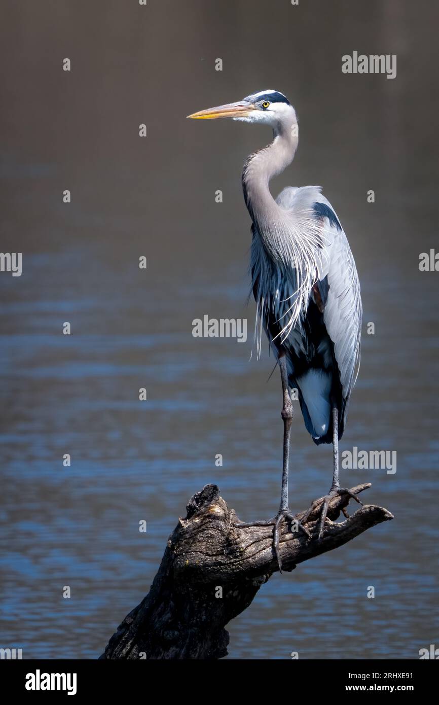 Gli aironi sono uccelli di acqua dolce a collo lungo e a collo lungo della famiglia degli Ardeidae, con 72 specie riconosciute. Li ho fotografati in Kansas Foto Stock
