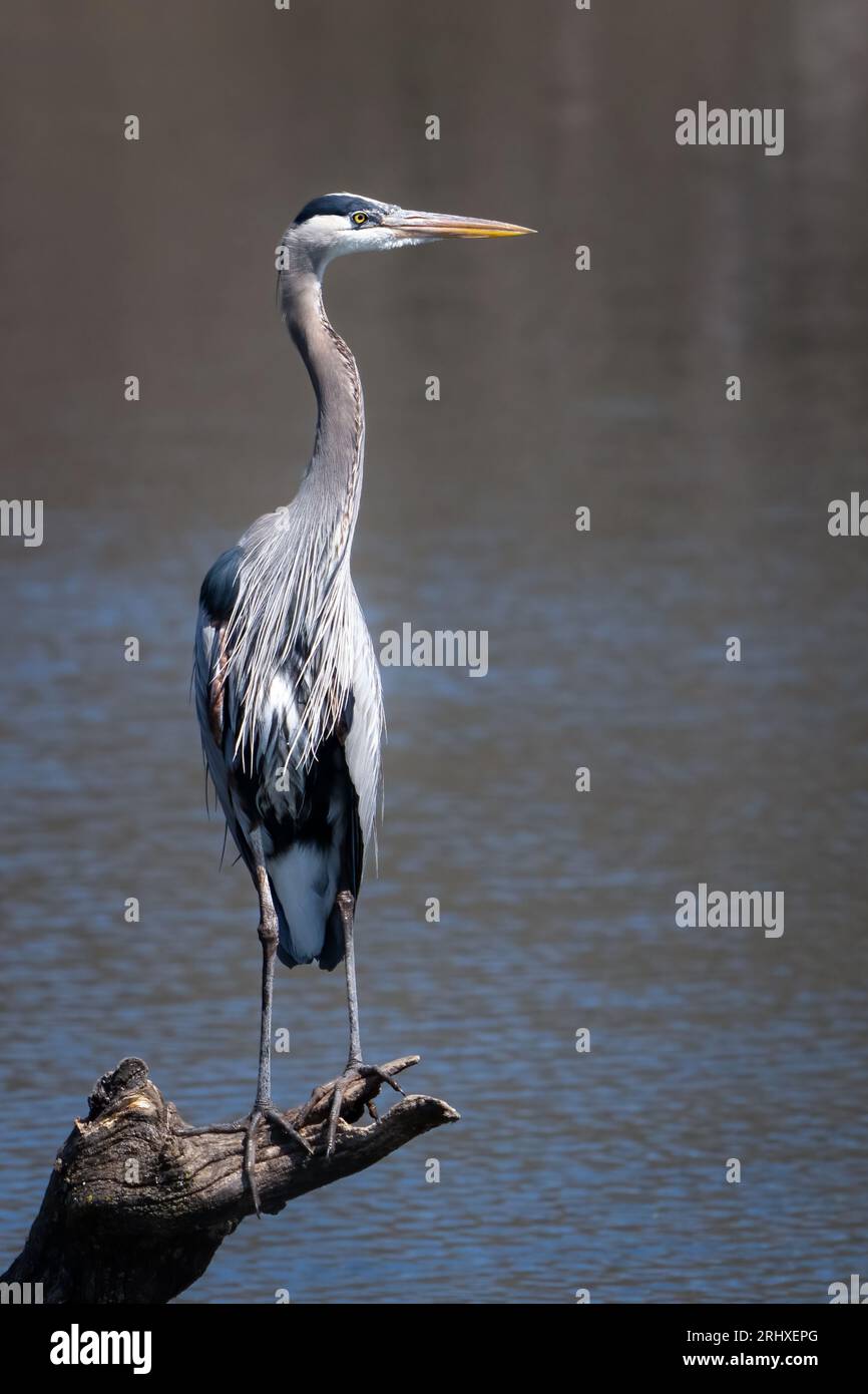 Gli aironi sono uccelli di acqua dolce a collo lungo e a collo lungo della famiglia degli Ardeidae, con 72 specie riconosciute. Li ho fotografati in Kansas Foto Stock