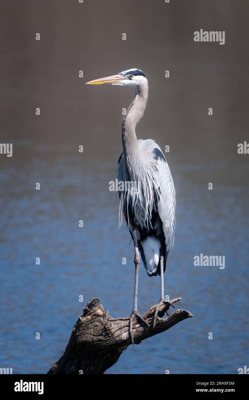 Gli aironi sono uccelli di acqua dolce a collo lungo e a collo lungo della famiglia degli Ardeidae, con 72 specie riconosciute. Li ho fotografati in Kansas Foto Stock