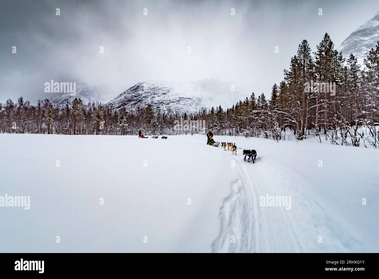 Anonimi maschi in abiti caldi mentre cammini con un branco di cani addomesticati e slitta su terreni innevati in Lapponia e alberi ricoperti di gelo Foto Stock