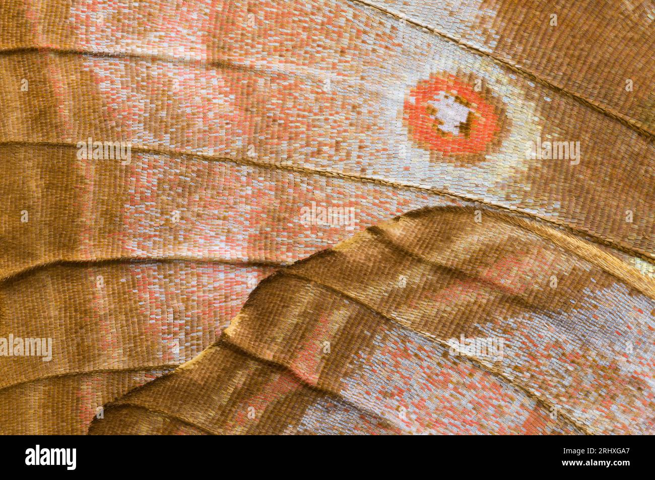 Vista dall'alto di "Eyespot" sul lato inferiore dell'ala delle farfalle morpho Sky Blue (Morpho menelaus menelaus) alla luce del giorno Foto Stock