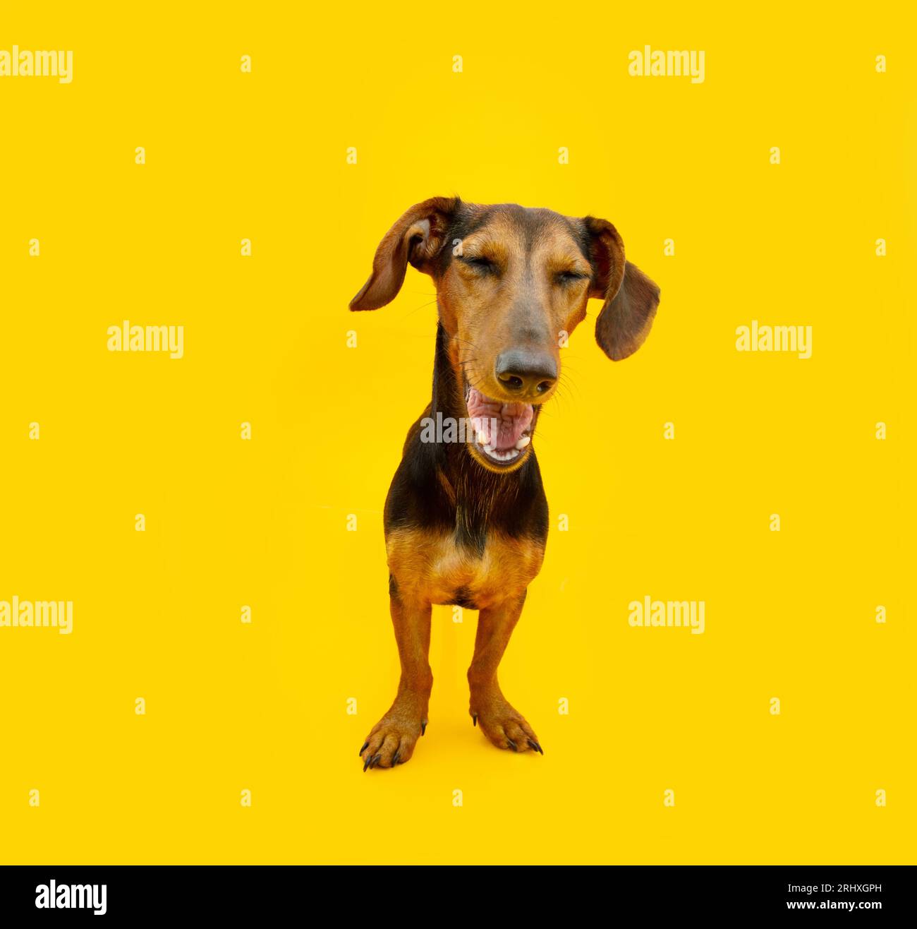Allegro cane da cucciolo sorridente con gli occhi chiusi. Isolato su sfondo giallo Foto Stock