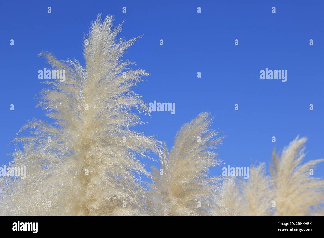 Pampas viene soffiato dal vento contro un cielo azzurro. Foto Stock