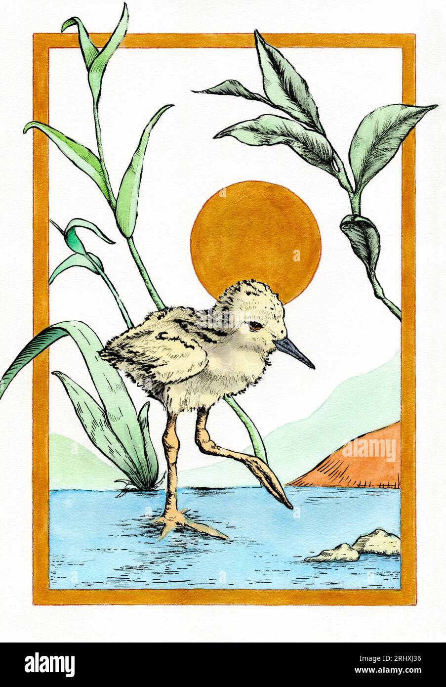 Giovane palafitta dalle ali nere che vagano in uno stagno. Illustrazione tradizionale su carta, la mia opera d'arte. Foto Stock