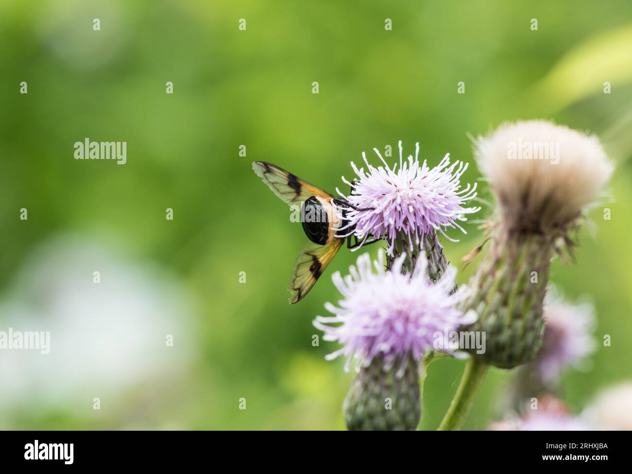 Una vista insolita dell'estremità posteriore di una Pellucid Fly (Volucella pellucens) Foto Stock