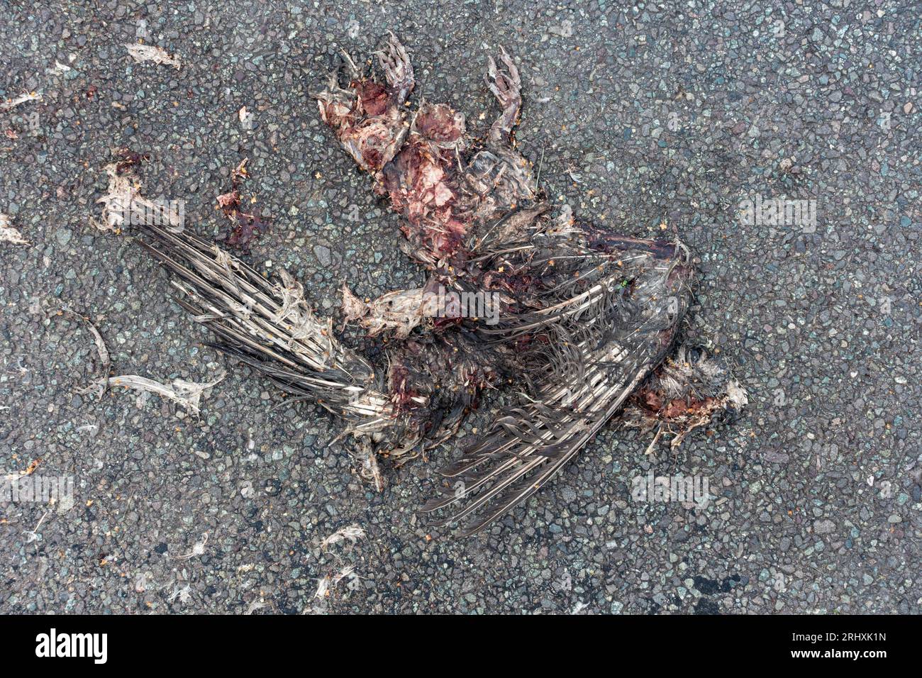 I resti di un uccello morto, purtroppo ucciso su una strada da un'auto. Foto Stock