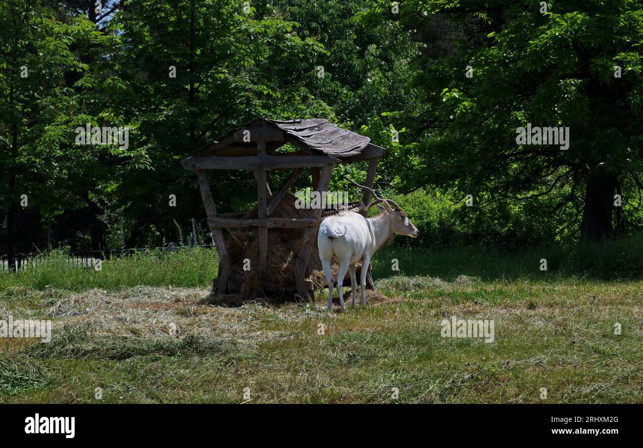 L'antilope selvatica bianca addax nasomaculatus pascola nel prato estivo rasato, Sofia, Bulgaria Foto Stock