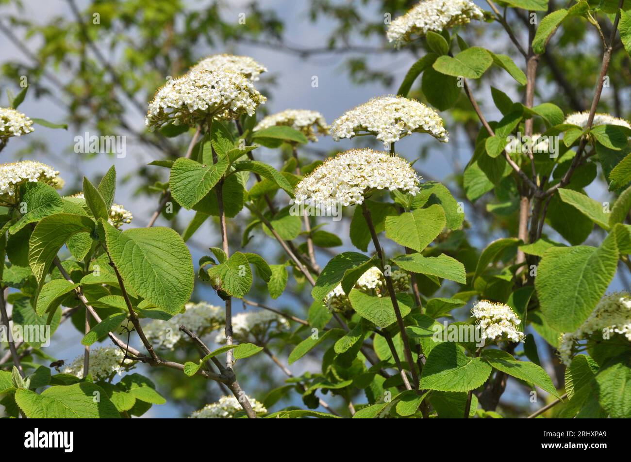 In primavera nei fiori selvatici di viburnum (Viburnum lantana) Foto Stock