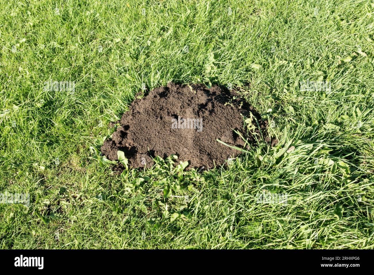 Mole Hill a Seaham e District mole Sanctuary, Co. Durham, Inghilterra, Regno Unito Foto Stock