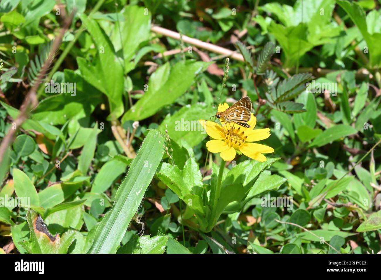 Una farfalla Common Bush Hopper che raccoglie nettare da un fiore giallo della margherita di Singapore. Il fiore è fiorito nel terreno, circondato da erba. Foto Stock