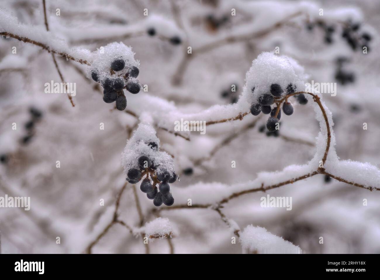 Bacche nere della pianta di privet comune (Ligustrum vulgare) in inverno ricoperte di neve fresca. Sfondo invernale. Foto Stock