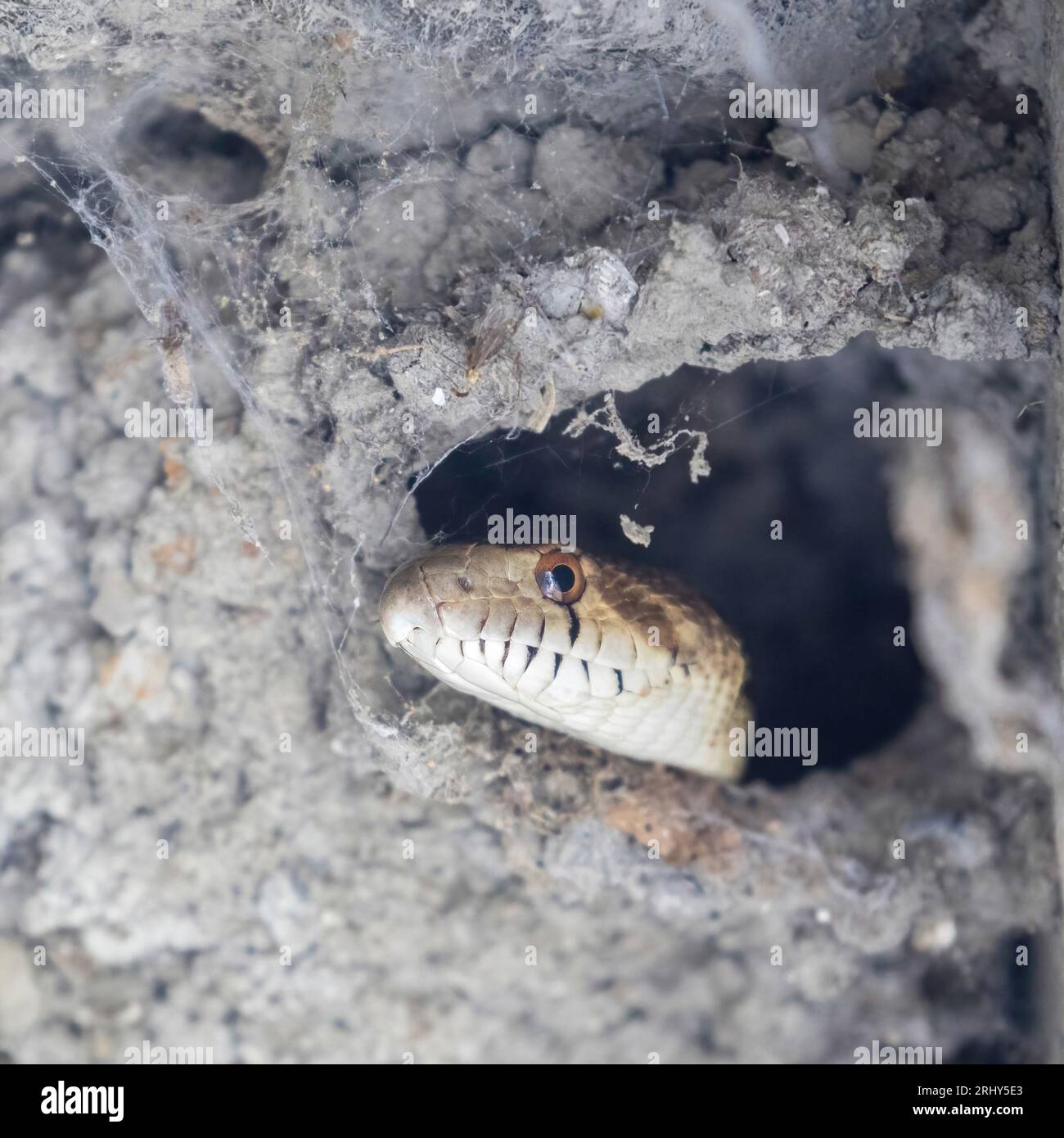 Pacific Gopher Snake in cerca di uova e nidi in un Cliff Swallow Nest. Palo alto Baylands, Contea di Santa Clara, California. Foto Stock