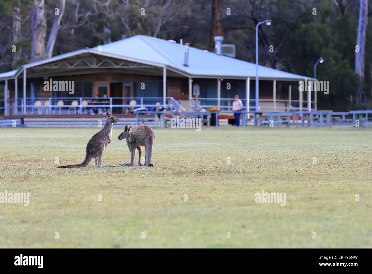 862 due canguri grigi orientali - Macropus giganteus - nel giardino comunitario Halls Gap - riserva ricreativa. Victoria-Australia. Foto Stock