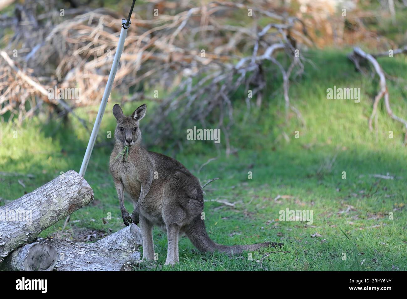 864 canguro grigio orientale (Macropus giganteus) pascolo sulla prateria accanto al giardino comunitario Halls Gap (riserva ricreativa). Victoria-Australia. Foto Stock