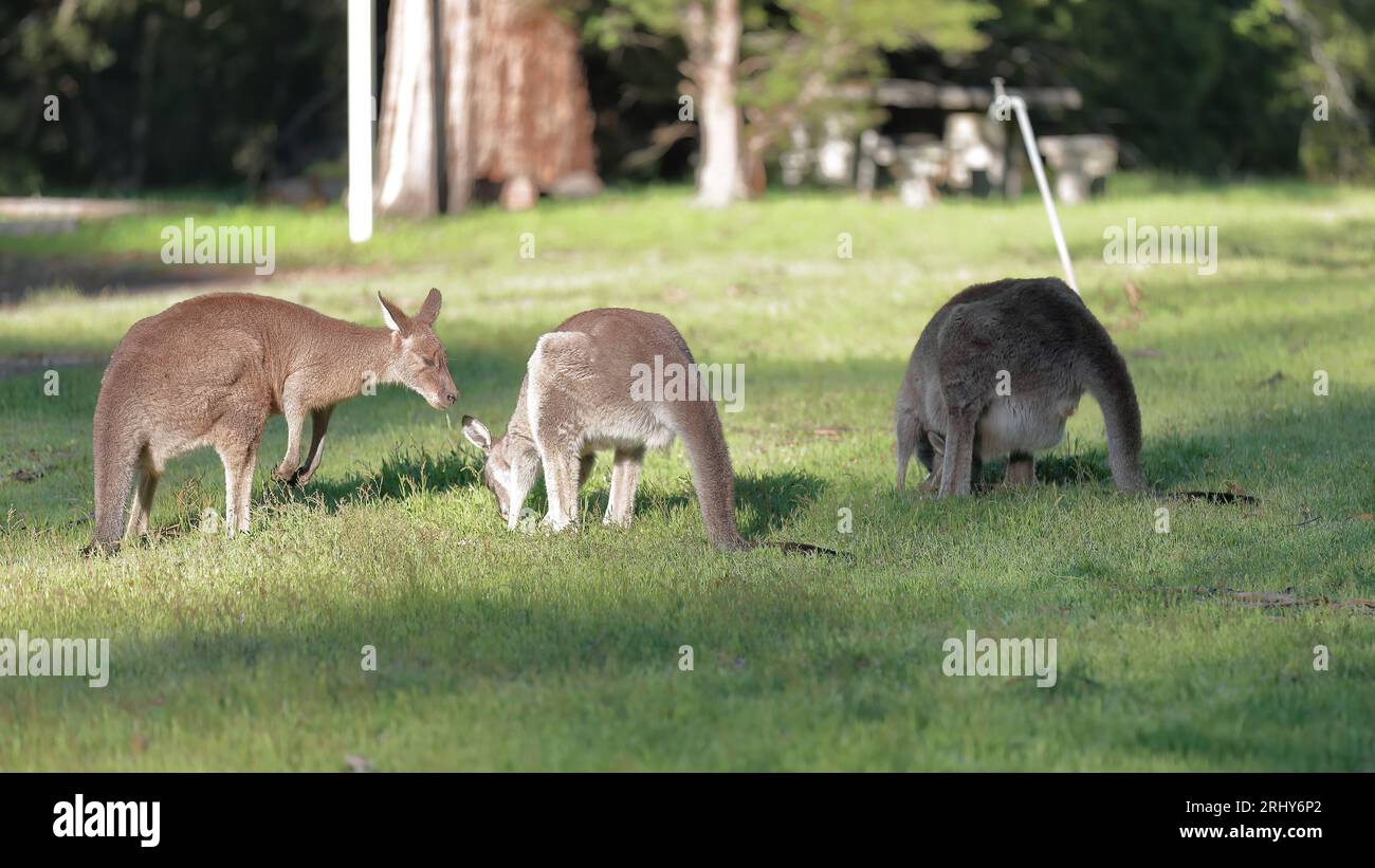 865 canguri grigi orientali (Macropus giganteus) al pascolo sulla prateria accanto al giardino comunitario Halls Gap (riserva ricreativa). Victoria-Australia. Foto Stock