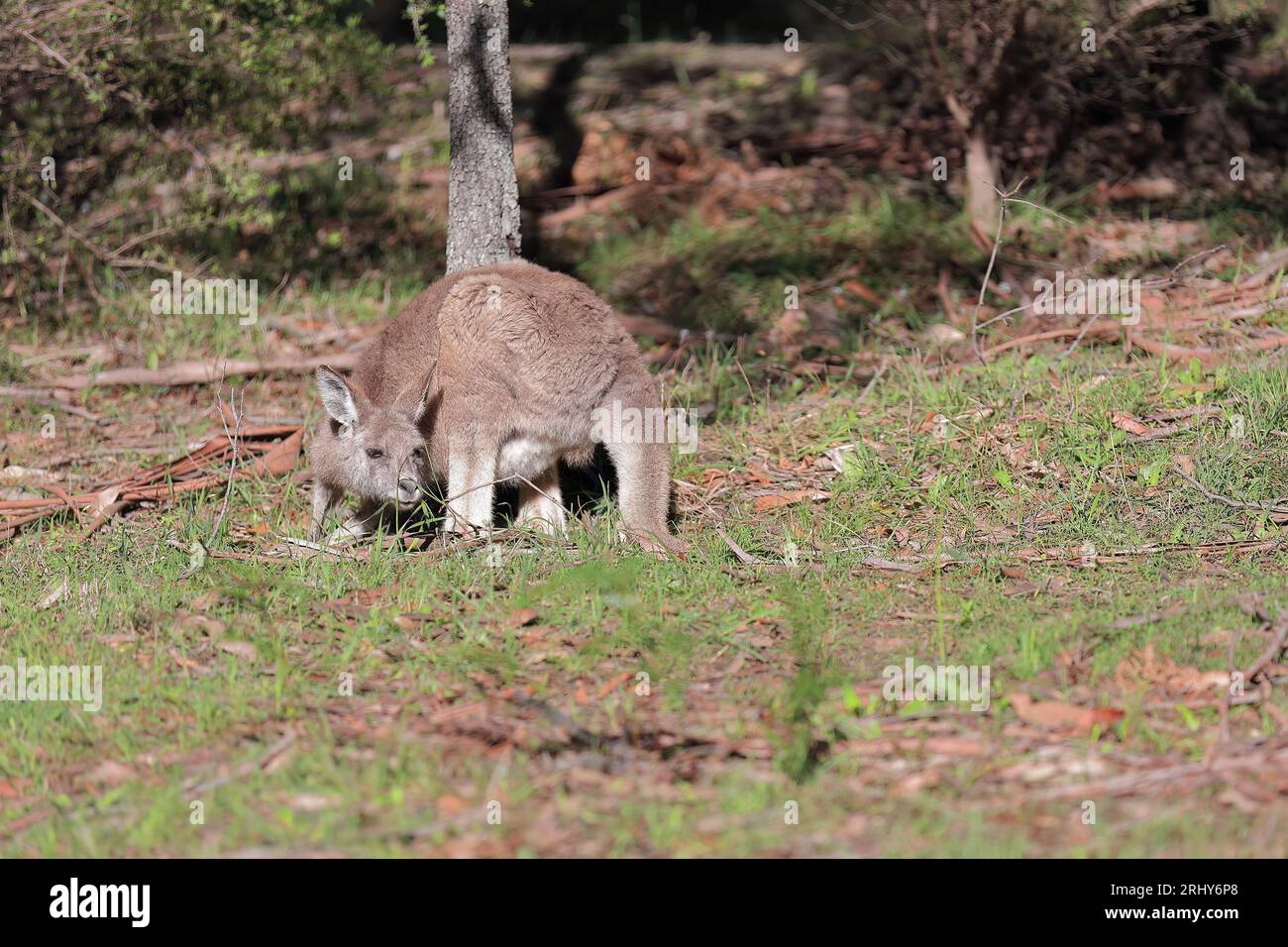 871 canguri grigi orientali che guardano indietro mentre vi rilassate accanto a un arbusto, l'area dello sport Halls Gap. Victoria-Australia. Foto Stock