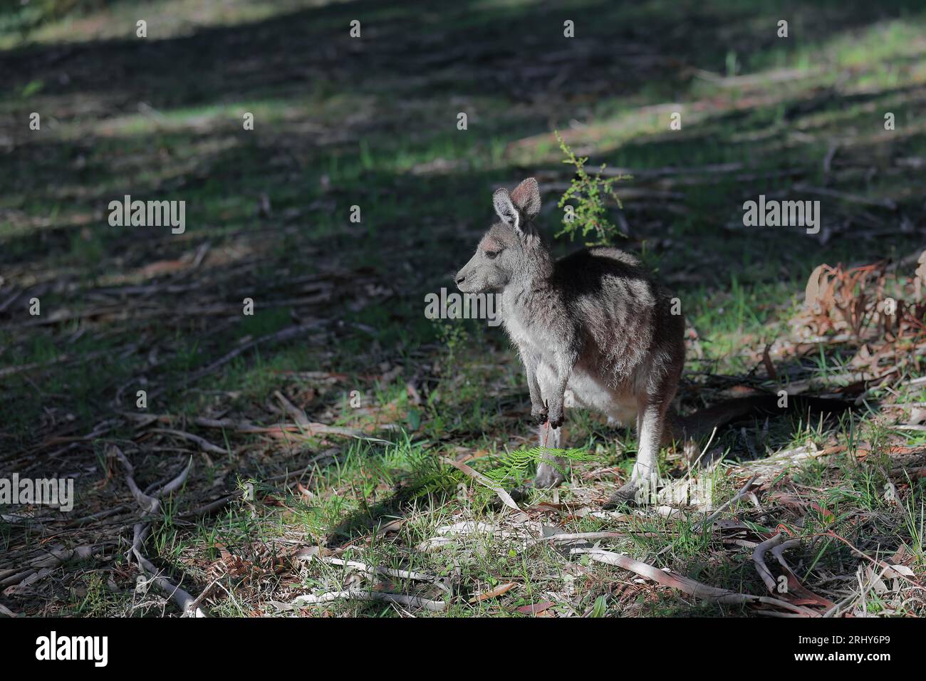 872 canguro grigio orientale maschile dall'aspetto laterale nell'area degli eventi sportivi Halls Gap. Victoria-Australia. Foto Stock