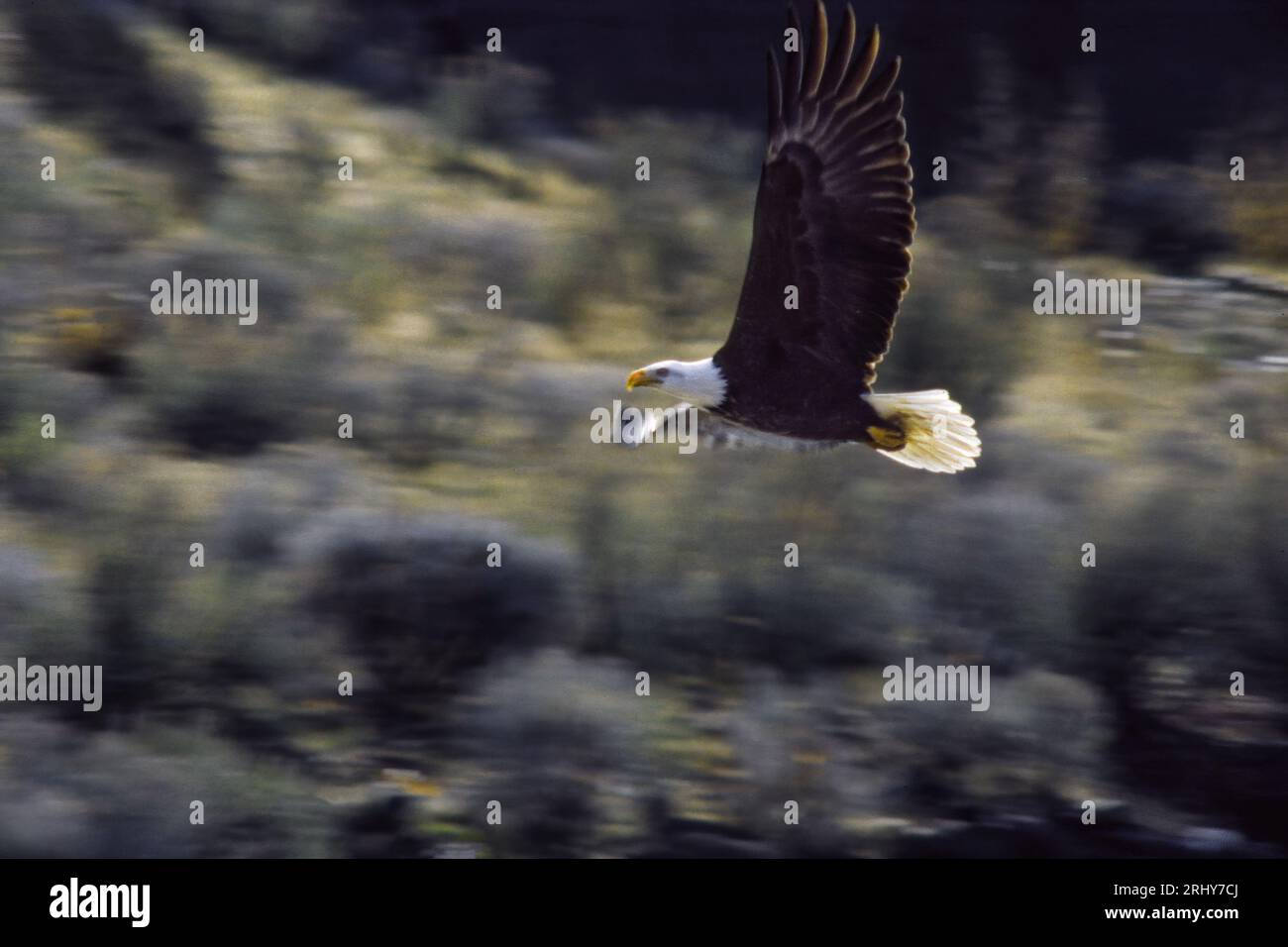 Aquila calva in volo vicino a Boise, la diga Lucky Peak dell'Idaho, Stati Uniti Foto Stock