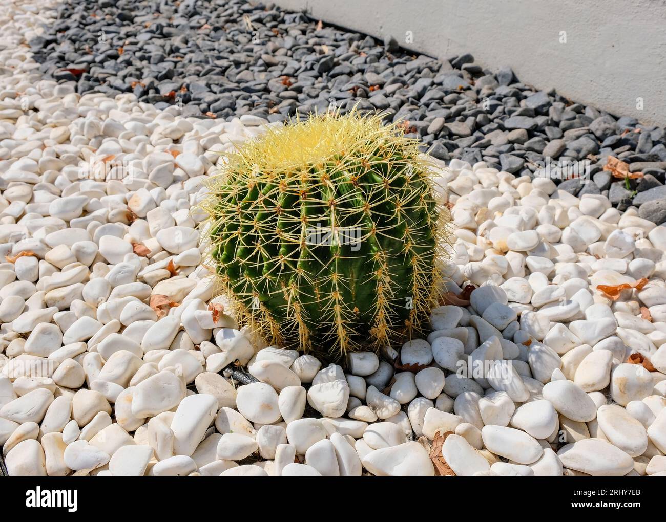 Cactus a canna d'oro o Echinocactus grusonii in un giardino. Grandi cactus su ciottoli bianchi. Decorazione del giardino, design paesaggistico. Foto Stock