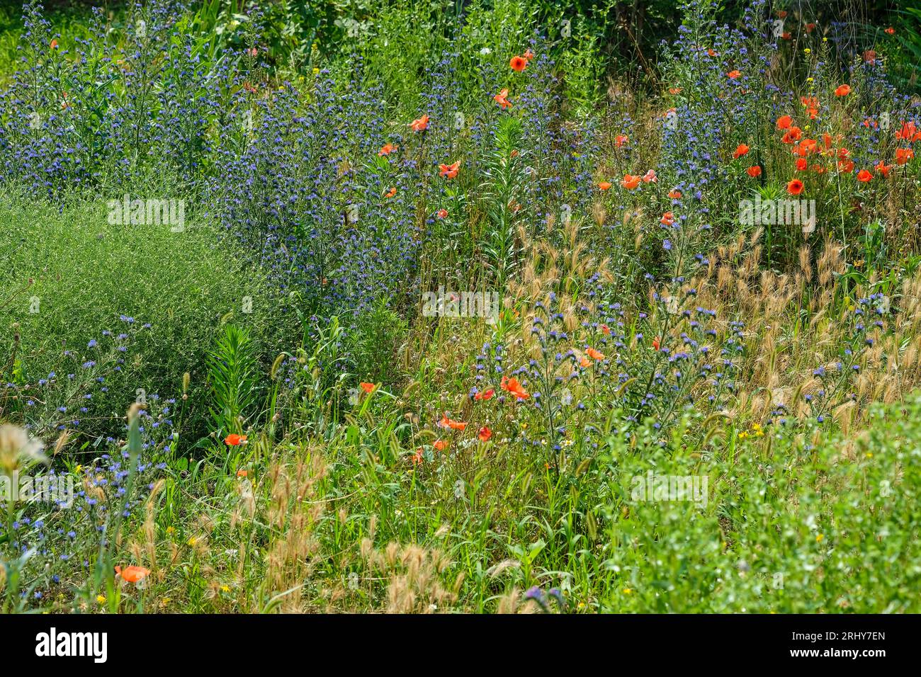 Fiori selvatici luminosi sfondo estivo. Fiori blu e rossi in un campo d'estate. Ci sono molti papaveri luminosi nel letto dei fiori. prato di fiori con api Foto Stock
