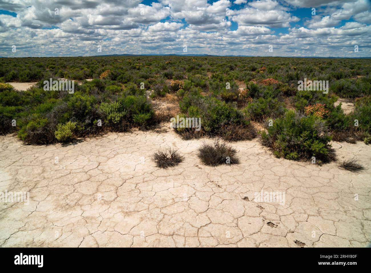 Piste di ungulato (cervi o antilopi) su pianure alcaline a est di Christmas Valley, Oregon Foto Stock