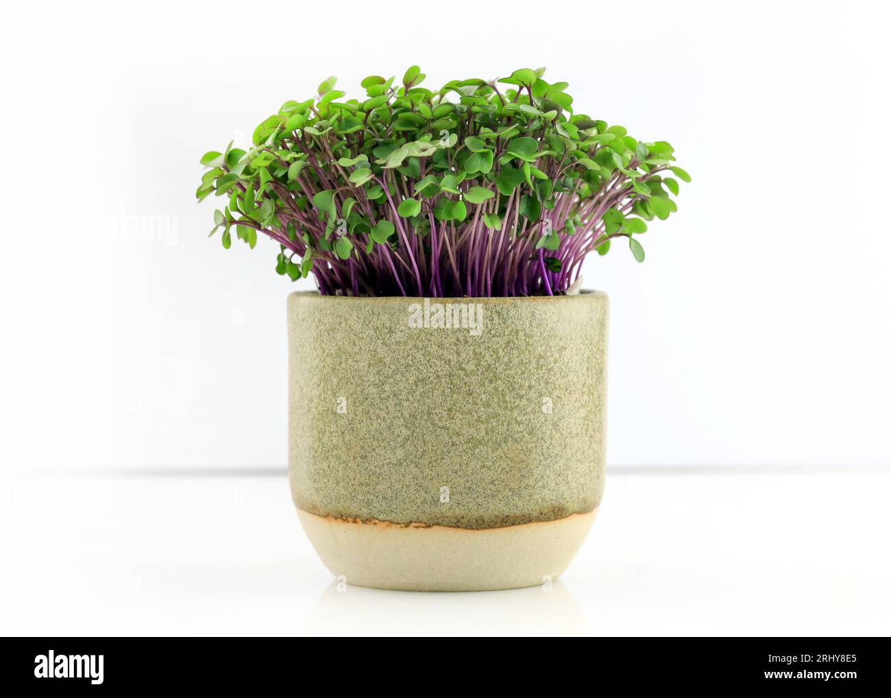 Primo piano del cavolo rosso microverde su sfondo bianco. cavolo, germogli freschi e foglie giovani vista frontale nella tazza di ceramica. Verdura e microverde Foto Stock