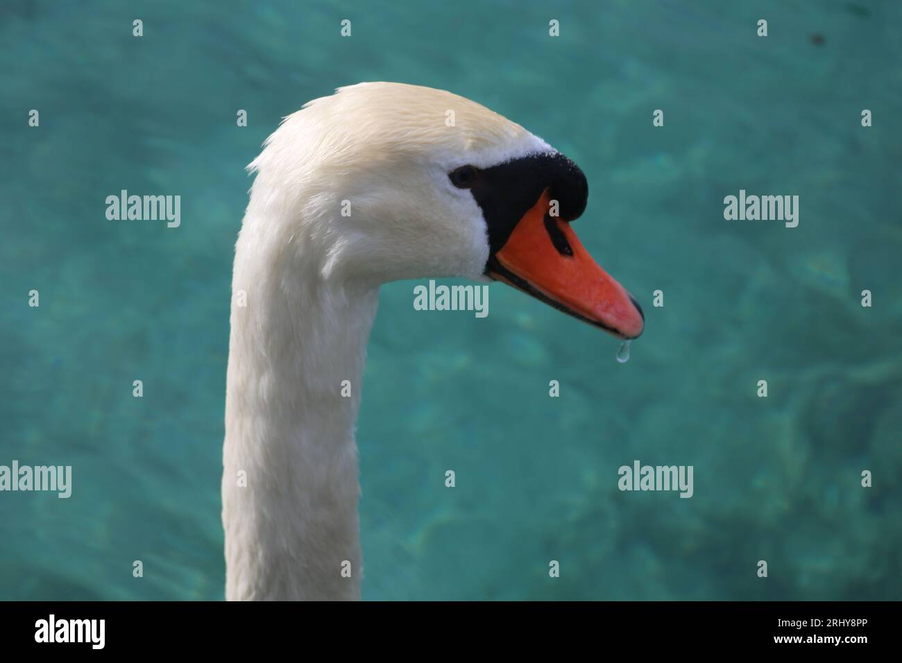 Cigno selvatico Foto Stock
