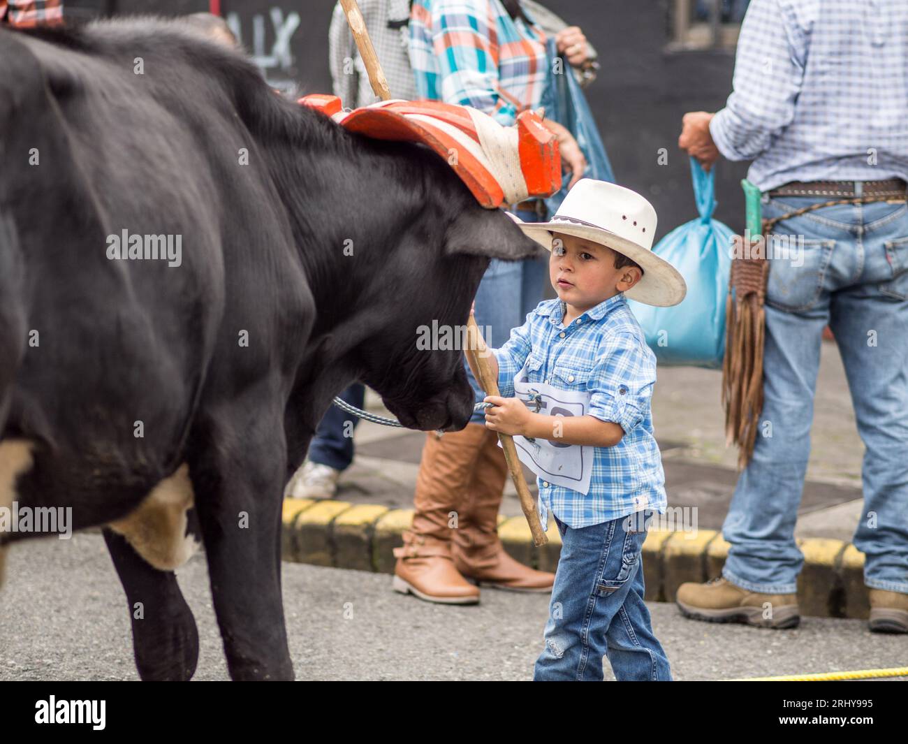 Giovane ragazzo di fronte a un bue nella tradizionale parata dei carri bue a San José, in Costa Rica. Foto Stock