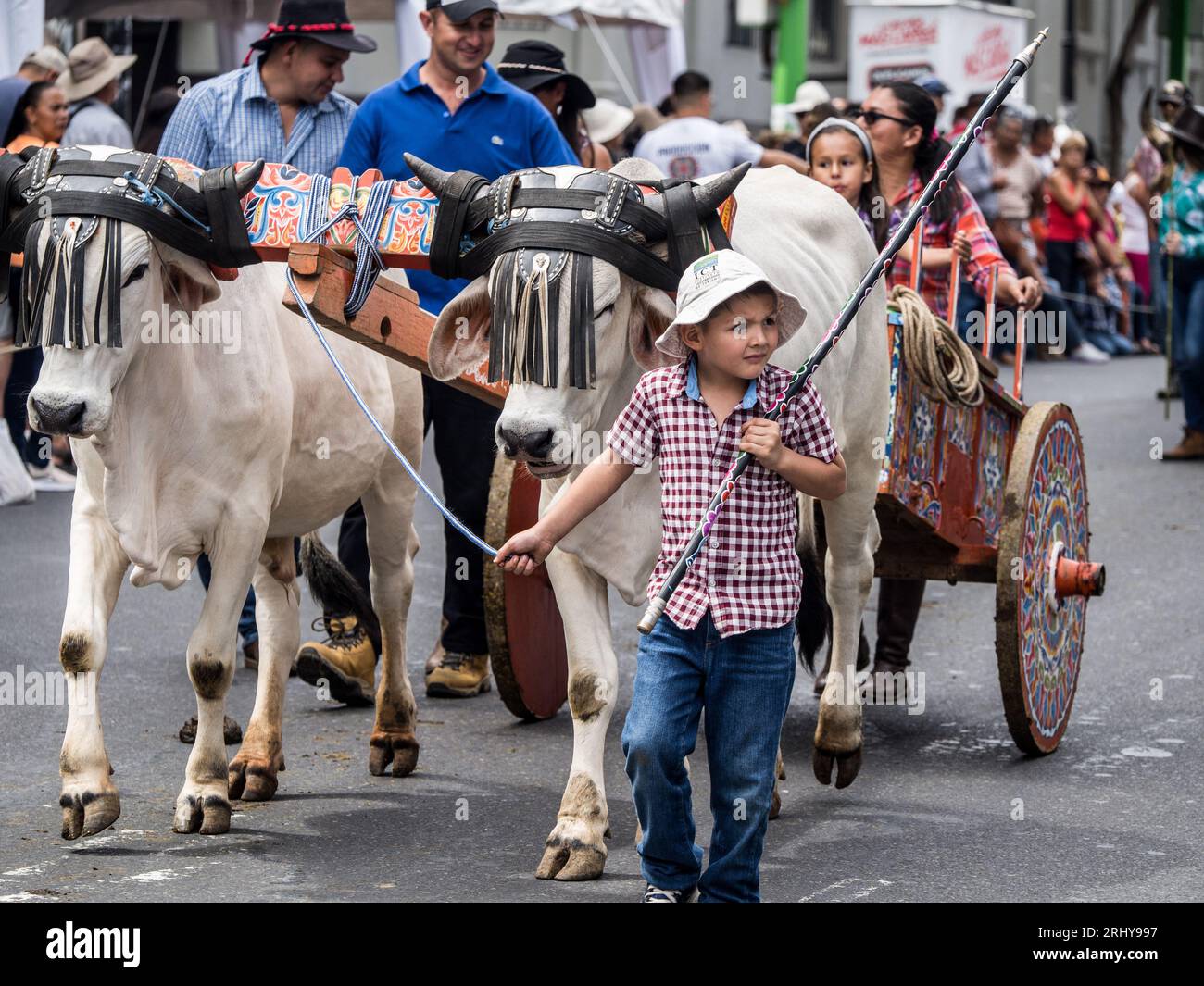 Giovane ragazzo che conduce buoi nella tradizionale parata dei carri buoi a San José, in Costa Rica. Foto Stock