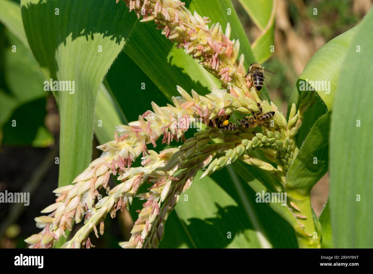 Tre api diligenti su nappine di mais, che raccolgono il polline per l'impollinazione. Vista ravvicinata delle api che impollinano il mais nelle calde giornate estive Foto Stock