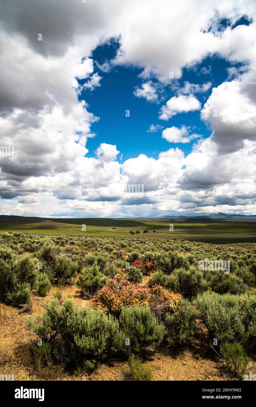Salvia e pennello sulla steppa di pennelli a est di Christmas Valley, Oregon Foto Stock