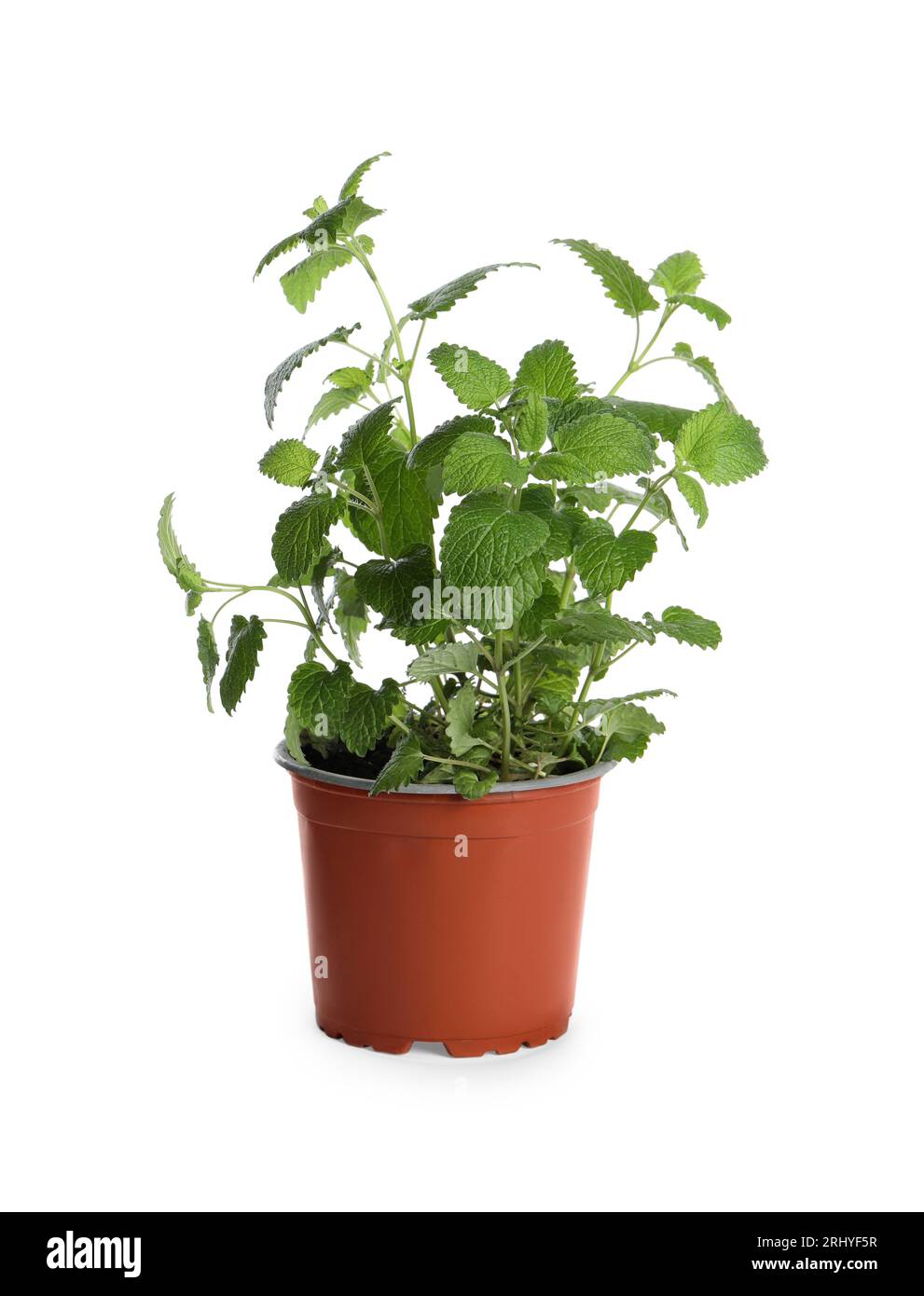 Pianta aromatica di limone in vaso verde isolata su bianco Foto Stock