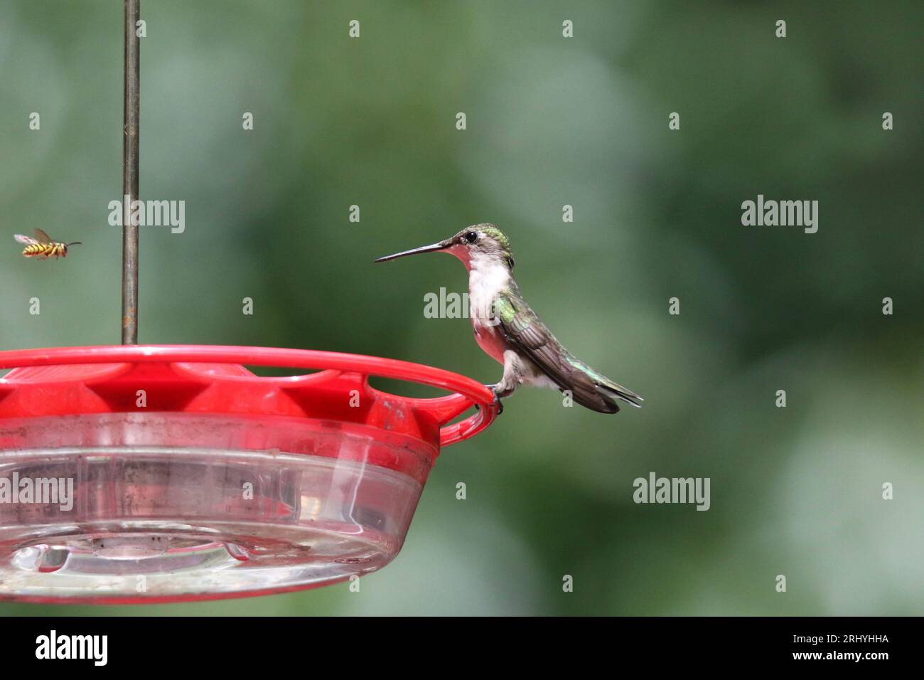 Ruby Throated Hummingbird in un alimentatore infastidito da una vespa Foto Stock