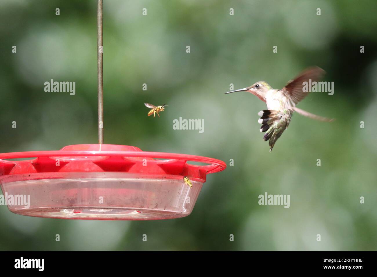 D'estate, colibrì e vespa con i suoi cocci si affrontano a un alimentatore Foto Stock