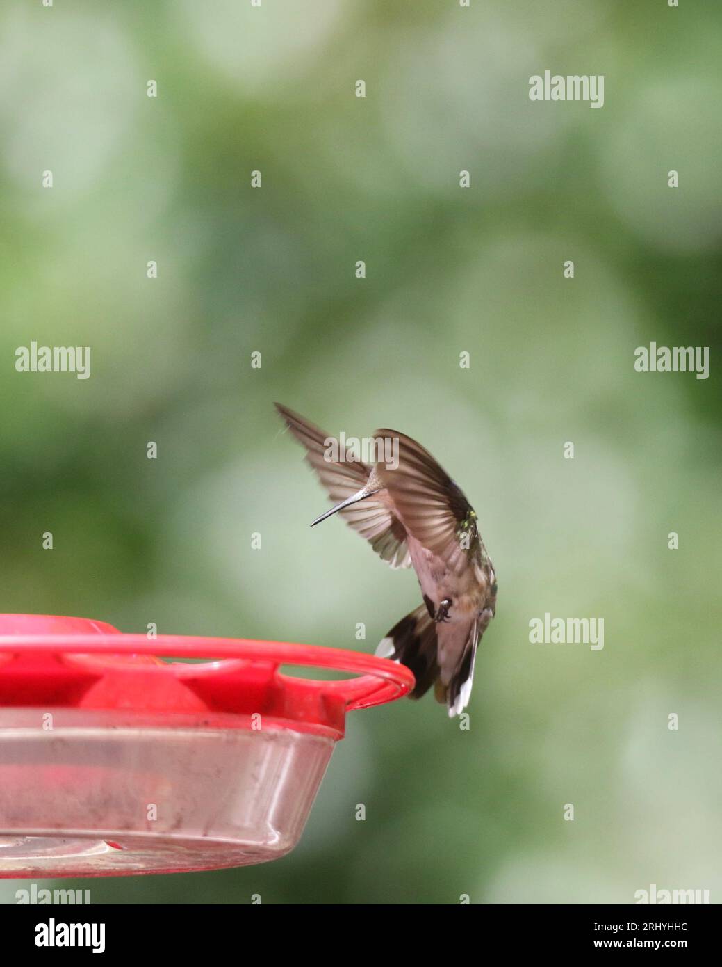 Colibrì con la gola di rubino in visita a un alimentatore in estate Foto Stock