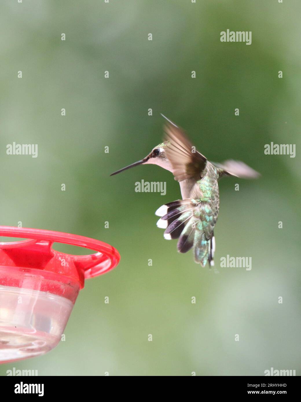 Colibrì con la gola di rubino in visita a un alimentatore in estate Foto Stock