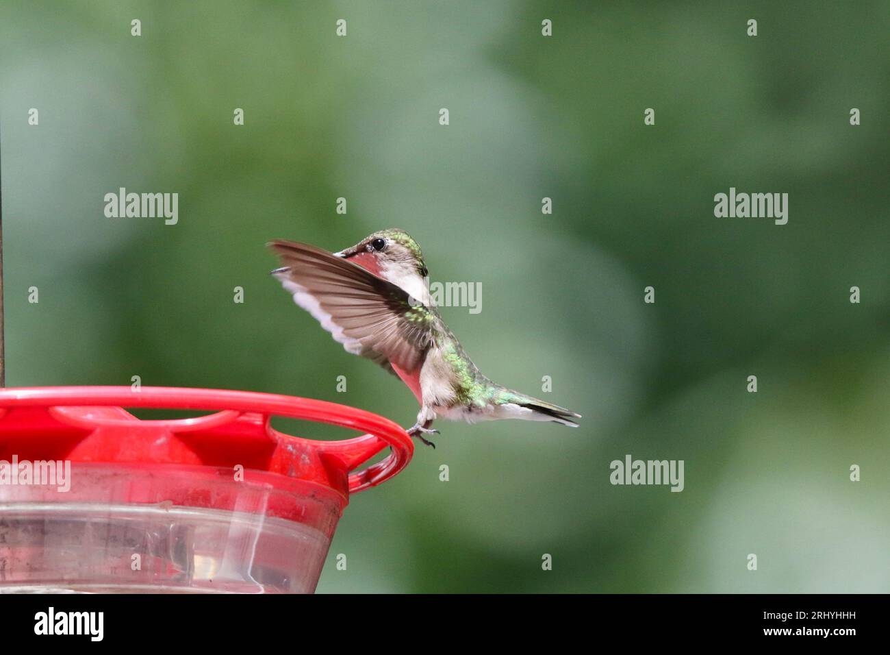 Colibrì con la gola di rubino in visita a un alimentatore in estate Foto Stock