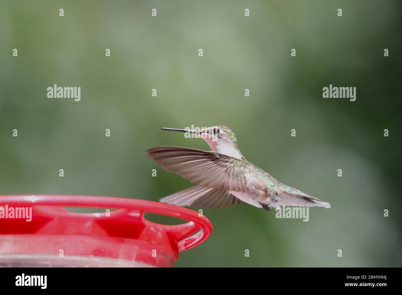 Colibrì con la gola di rubino in visita a un alimentatore in estate Foto Stock