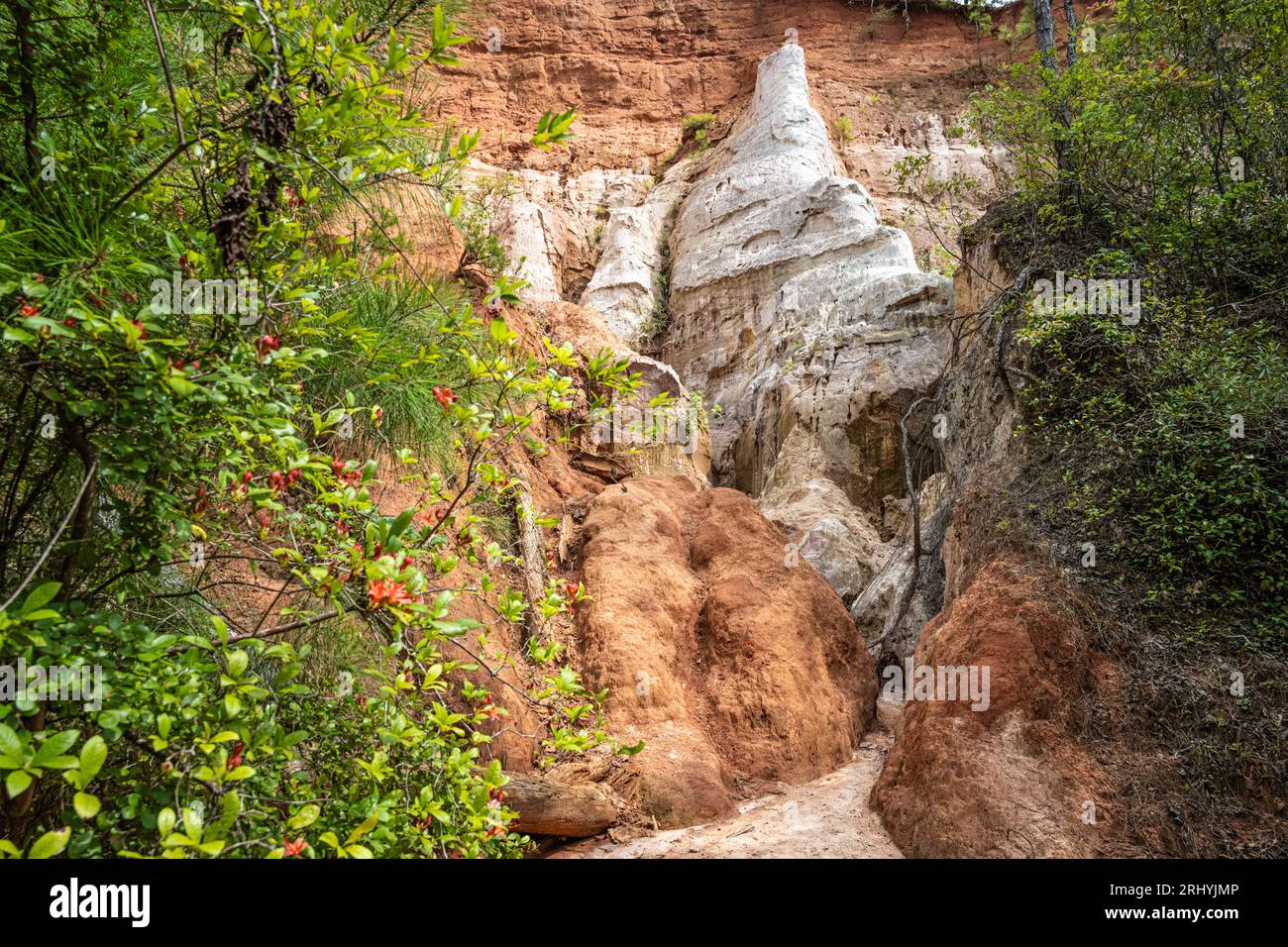 Sentiero a pavimento del Canyon a Providence Canyon, noto anche come Little Grand Canyon, a Lumpkin, Georgia. (USA) Foto Stock