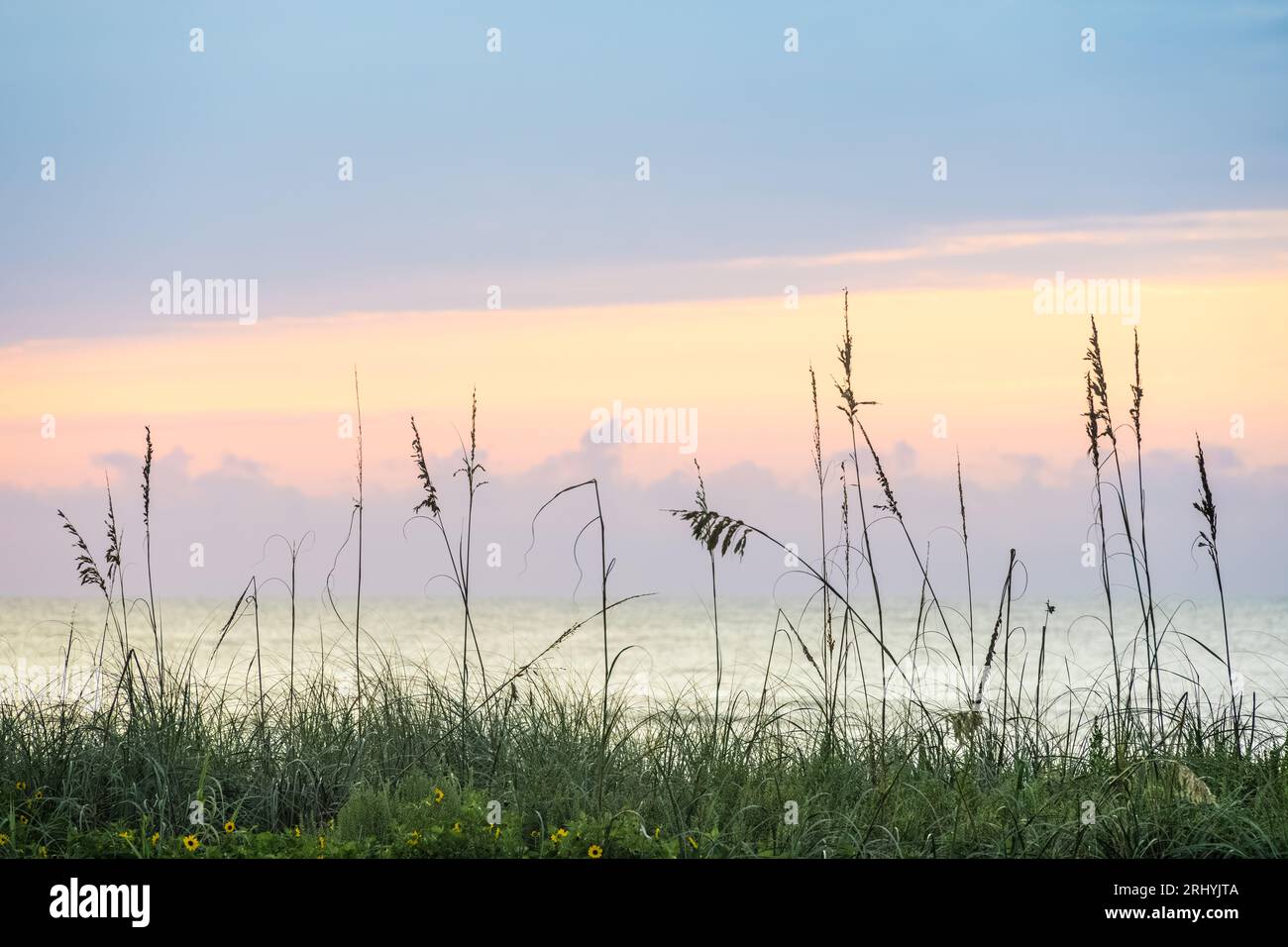 Dune di mare d'avena sulla spiaggia contro una splendida alba color pastello a Ponte Vedra Beach, Florida, appena a nord di St. Augustine. (FL) Foto Stock
