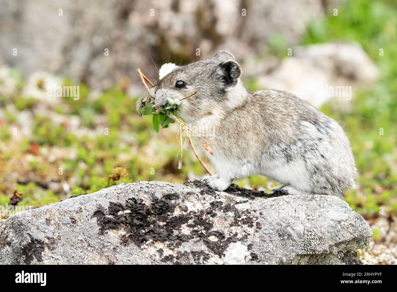Pika collared (Rock Cony) Gathering Plants, Alaska Foto Stock