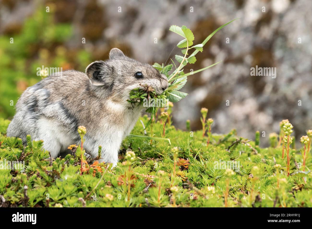 Pika collared (Rock Cony) Gathering Plants, Alaska Foto Stock