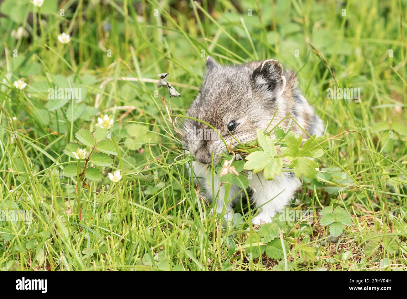 Pika collared (Rock Cony) Gathering Plants, Alaska Foto Stock