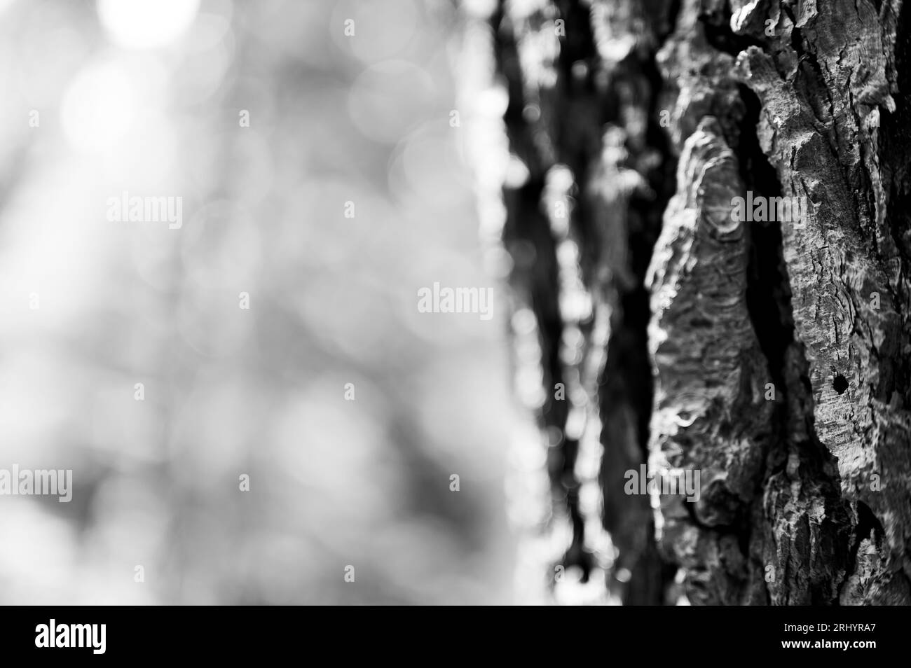 Buco nella corteccia di conifere lasciato da uno scarabeo di pino. Foto Stock